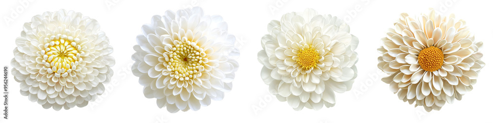 Poster Isolated chrysanthemum flower with full depth of field on white background