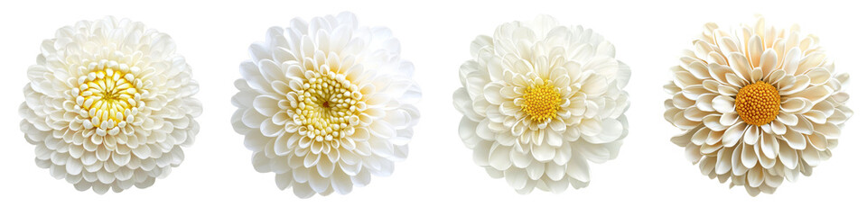 Isolated chrysanthemum flower with full depth of field on white background