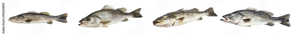 Poster full depth of field, white background with sea bass isolated on it