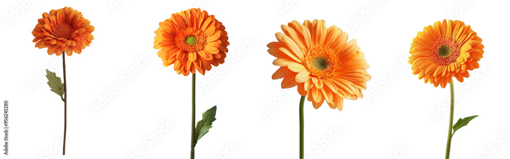 Aufkleber an isolated gerbera daisy flower on a white background with full depth of field