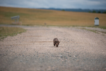 Dachshund puppy running on a dust road
