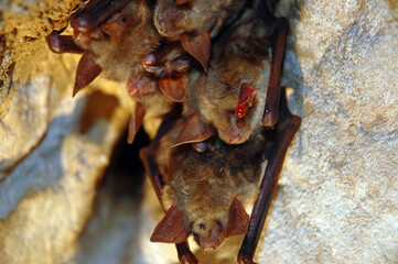 Colony of hanging bats in a cave. These fllying mammals are using echolocation to navigate