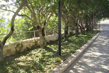 israel, apple tree, blossoms, sky, sun, city, garden, vegetable garden, white, flowers, house, shop, bench, grass