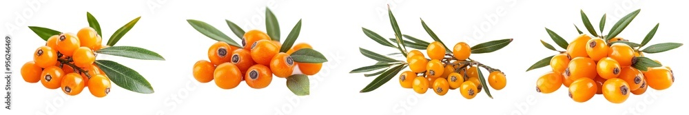 Poster Defining depth of field for an isolated sea buckthorn bush on a white background