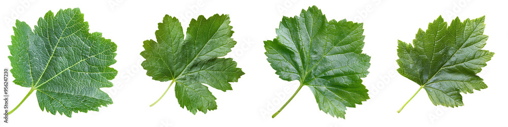 Poster full depth of field of a currant leaf isolated on white
