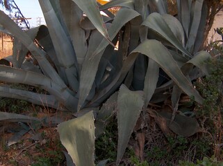 israel, apple tree, blossoms, sky, sun, city, garden, vegetable garden, white, flowers, house, shop, bench, grass