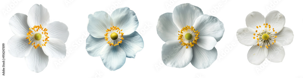 Poster an isolated strawberry flower with a white background and full depth of field