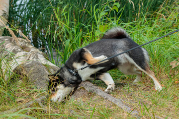 Black and tan dog, Japanese Shiba Inu breed, sniffs grass, pet outdoors in nature, on her walk in a sunny summer forest or park in Finland, Europe
