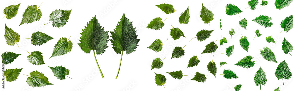 Poster isolated falling nettle on white background, depth of field is full