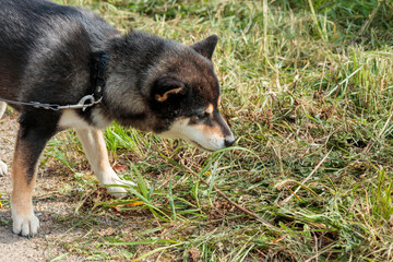 Black and tan dog, Japanese Shiba Inu breed, eats grass, pet outdoors in nature, on her walk in a sunny summer forest or park in Finland, Europe