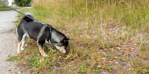 Black and tan dog, Japanese Shiba Inu breed, sniffs grass, pet outdoors in nature, on her walk in a sunny summer forest or park in Finland, Europe