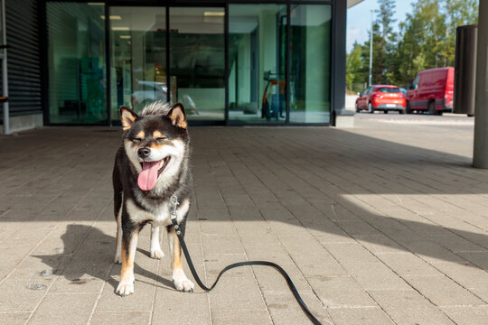 Smiling dog waits for its owner in the parking lot near the entrance to the store, black and tan Japanese Shiba Inu breed dog