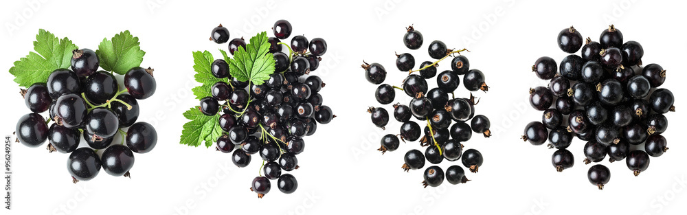 Aufkleber An isolated black currant falling on a white background with full depth of field