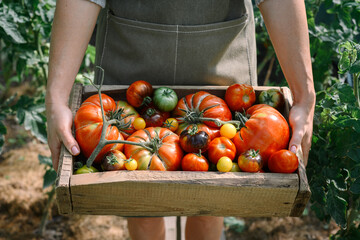 A farmer in an apron holds ripe tomatoes in a wooden box, harvested from a greenhouse. Home...