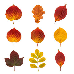 Obraz premium collection of autumn leaves. leaf of oak, maple, hawthorn, aspen. red and yellow foliage. herbarium. png isolated background. transparent background