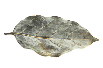 A detailed close-up of a dried bay leaf showcasing its unique texture and muted colors, perfect for culinary and botanical themes.