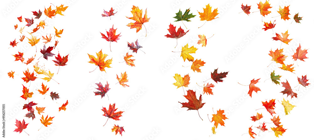 Poster the fall of an autumn maple leaf isolated on a white background, full depth of field