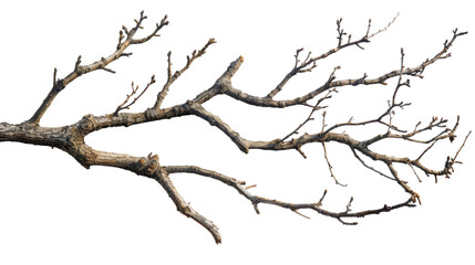 Dry Tree Branches Isolated on White Isolated on Transparent or White Background, PNG