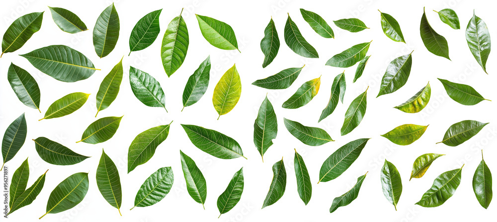Poster the leaves of a mango are falling on a white background in full depth of field