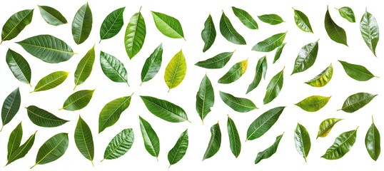 The leaves of a mango are falling on a white background in full depth of field