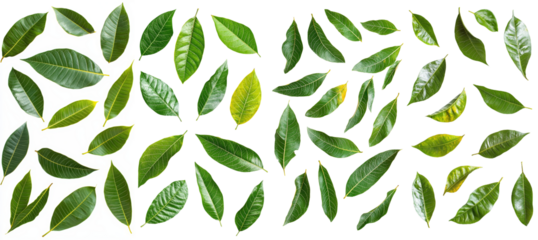 The leaves of a mango are falling on a white background in full depth of field
