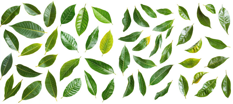 The leaves of a mango are falling on a white background in full depth of field