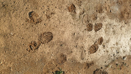 Footprints in mud 