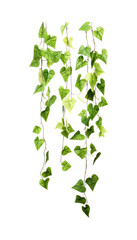 Hanging ivy plants on vines, ideal for nature themed designs, eco-friendly concepts, botanical illustrations, or gardening-related content