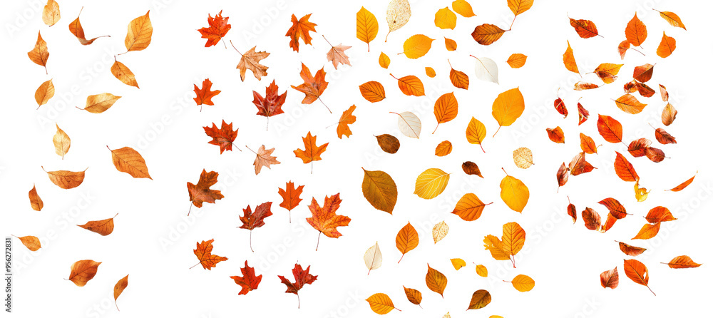 Poster Full depth of field, isolated falling dates on a white background