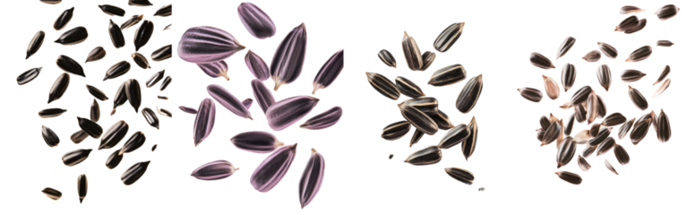 An isolated sunflower seed falls on a white background, with full depth of field