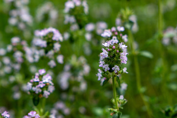 aromatic herbs for cooking mint basil oregano wormwood