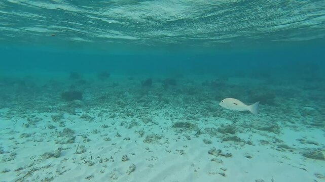 Diving at the Maldives seabed reveals a sandy floor with rocks and coral. In the background, a Blackspot emperor (Lethrinus harak) and other fish swim by.