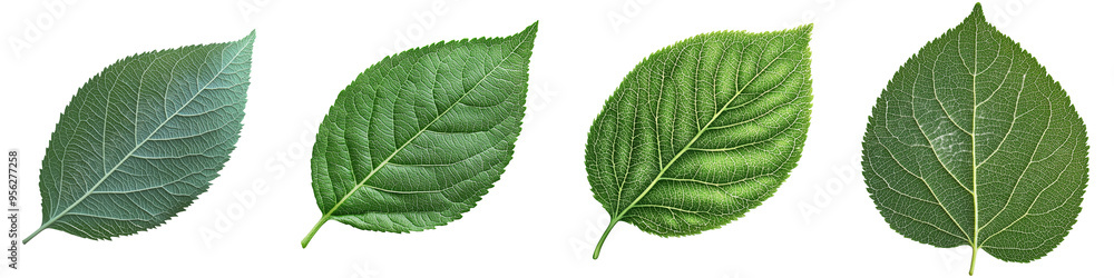 Poster isolated apple leaf with full depth of field on a white background