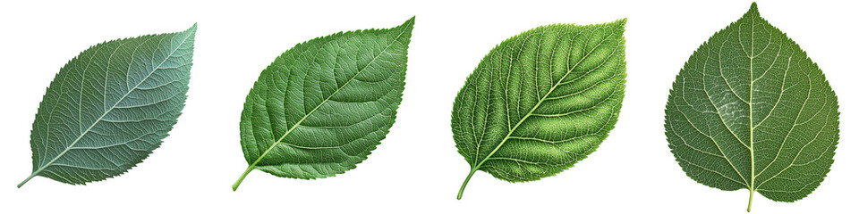 Isolated apple leaf with full depth of field on a white background