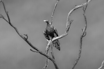 The wedge-tailed eagle (Aquila audax) is the largest bird of prey in the continent of Australia.
