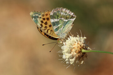 Silver-washed fritillary, Argynnis paphia on flower