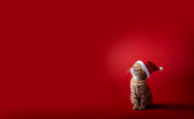 un chaton avec un chapeau de No&euml;l regarde quelque chose vers le haut - fond rouge