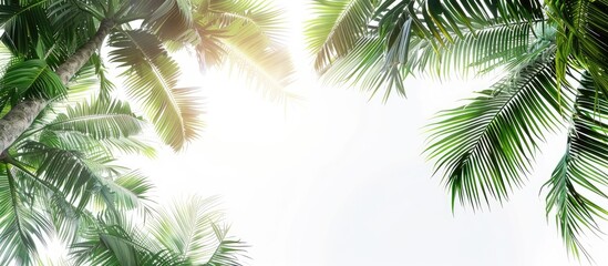Clear white sky background with coconut tree leaves providing copy space image