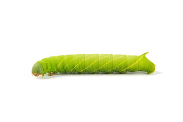 green hornworm caterpillar isolated on white background.