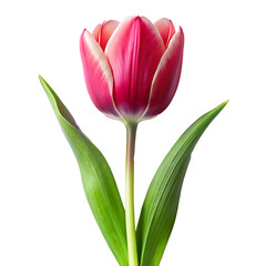 Naklejka premium Beautiful Tulip flower with Transparent background