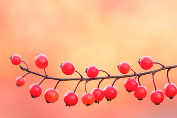 A vibrant red berry branch set against a soft, blurred background, perfect for nature-themed projects and seasonal designs.