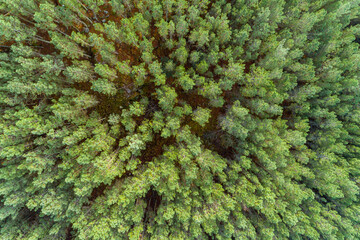 zenithal aerial view with drone over the treetops of a pine forest