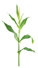 Corn plant isolated on transparent background for garden design.