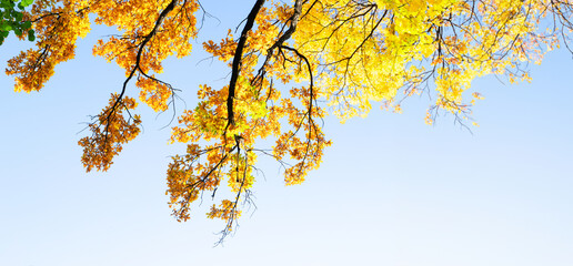 Vibrant yellow golden fall tree foliage background with pale blue sky