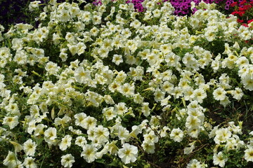 Obraz premium Abundant ivory white flowers of petunias in mid July