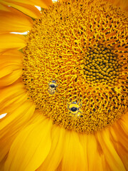 Bright yellow cultivated sunflower edible plant with large flower head with seeds, pollen and petals with two fuzzy stripe bumblebees pollinators sitting on it and collecting nectar in the garden