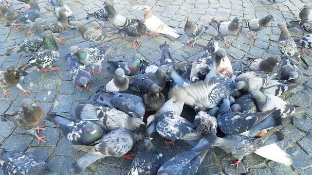 A multitude of colorful hungry pigeons feed on pieces of bread in the square on a sunny summer day.