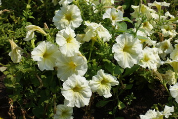Close up of ivory white flowers of petunias in August