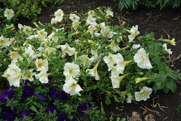 Ivory white flowers of petunias in July