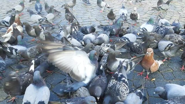A multitude of colorful hungry pigeons feed on pieces of bread in the square on a sunny summer day.